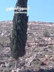  1 قطعة ارض للبيع
