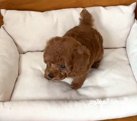  1 Toy poodle puppy