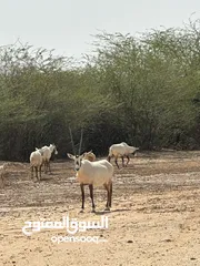  2 Arabian oryx