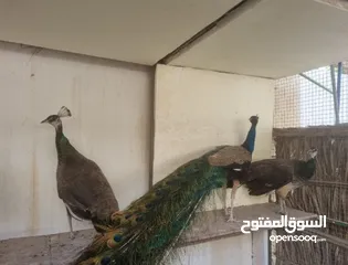  2 Peacocks For Sale