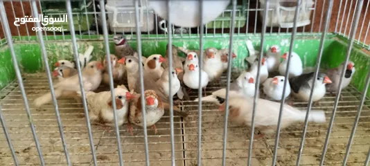  1 20 جوز فنقز و10 حبات كنار