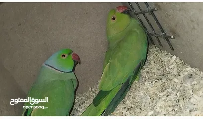  1 جوز درة  هندي اخضر  سوبر جامبو  صحه ونظافه جاهز للانتاج باذن الله  فقط 135 السعر حرق
