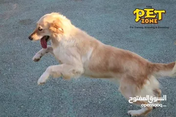  10 احجز لاقامه كلبك وراحته
