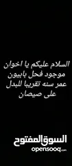  1 لابدل ع صيصان