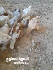  2 صيصان براهما مستويات عالية