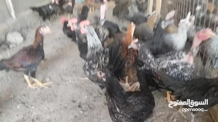  9 فراخ بلدي للبيع