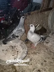  4 جوز بواز تحتيهن بيض مع فرخين فطم جديد