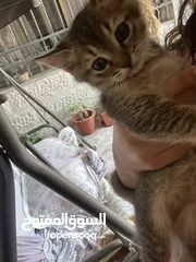  1 قطتين للتبني (منغا وفيفي) شهرين ومدربين على اللتر بوكس