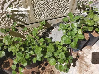  5 نبات البخورة أو الحبق المغربي أو اللوبانة العطري سلالة مميزة أوراق مخملية لامعة  خضراء بالكامل دائمة