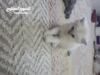  1 قط شيرازي هيملايا للبيع