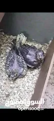  1 كوكتيل فراخ زق يدوي واحد ايزابل و واحد حبشي