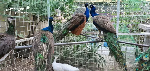  2 طاووس نثية وفحل فوول للبيع