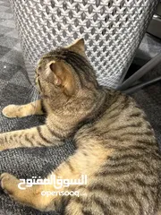  4 ذكر اسكوتش للتبنى