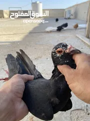  16 كوم حمام للبيع