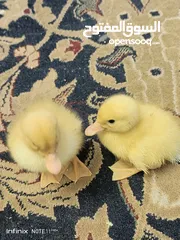  17 بطبوط بطه صوص مطعم    ا