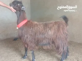  6 بسم الله الرحمن ارحيم معز فل لحم وسن صغير ضحايه