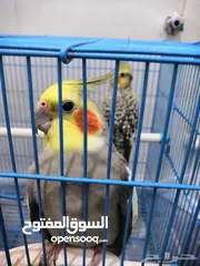  7 Parrot for sale