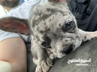  4 Adorable French Bulldog Puppy weeks