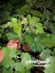  3 "دوالي عنب بدينار – شتلات جاهزة للزراعة