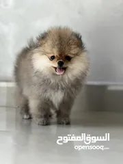 1 Pomeranian