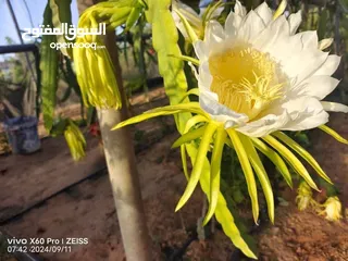  2 اشتال فاكهة التنين