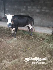  2 بقره اسبانيه