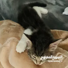  7 قطة صغيرة للبيع ( عمر شهرين تقريباً )