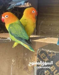  2 زوج غندوره مبزرات نثيه كرين ولفحل كرين اوبلاين مفرخات جوهن