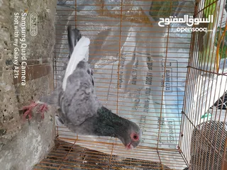  6 جوز كينجات مدنسرات