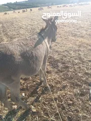  1 حمار غنم نخب اول ولا غلطه مخصي
