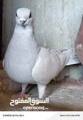  12 للبيع جواز منتجة