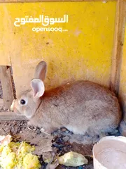  4 ذكر للبيع صحه ونظافه اقراء الوصف