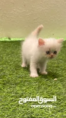  1 قطط صغيره للبيع ابيض اللون