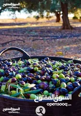  13 زيت زيتون  بعل  عصره أولة
