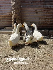  3 بش للبيع  فحله التك على 8