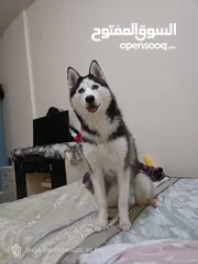  1 Female Husky