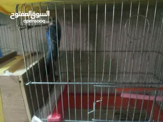  3 طيور حب للبدل او بيع
