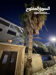  1 شجرة نخيل للبيع