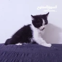  1 قطط هيمالايا رمادي
