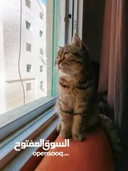  3 من سلالة قط بريطاني قصير الشعر للتزاوج