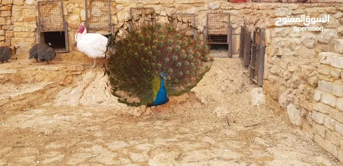  6 طاووس للبيع مستعجل