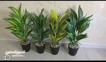  1 اشجار زينه