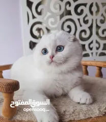 5 ⸻  Beautiful Scottish Fold Kitten – 14 Weeks Old – Ready for a New Home!