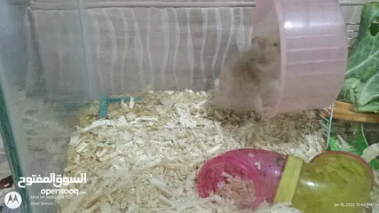  4 cute Hamsters for sale . very nice and joyful creatures 5 JDs for pair