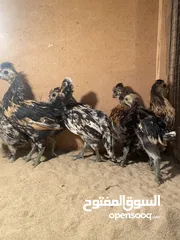  8 فروخ دجاج عربي مميز للبيع