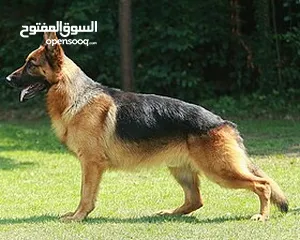  1 الي مضيع كلب