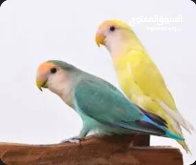  1 مطلوب ببغاء روز يكون اليف وصغير بالعمر