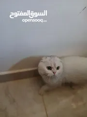  9 قط سكوتش فولد للتزاوج