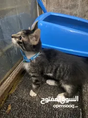  5 قطط للبيع 15