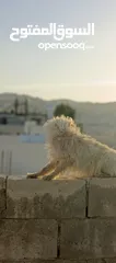  2 كلب زينه ذكر